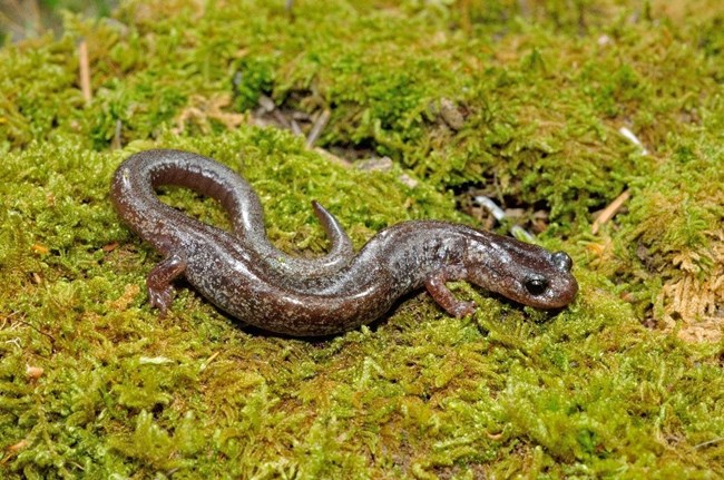 Brown colored Jemez Mountains Salamander on moss