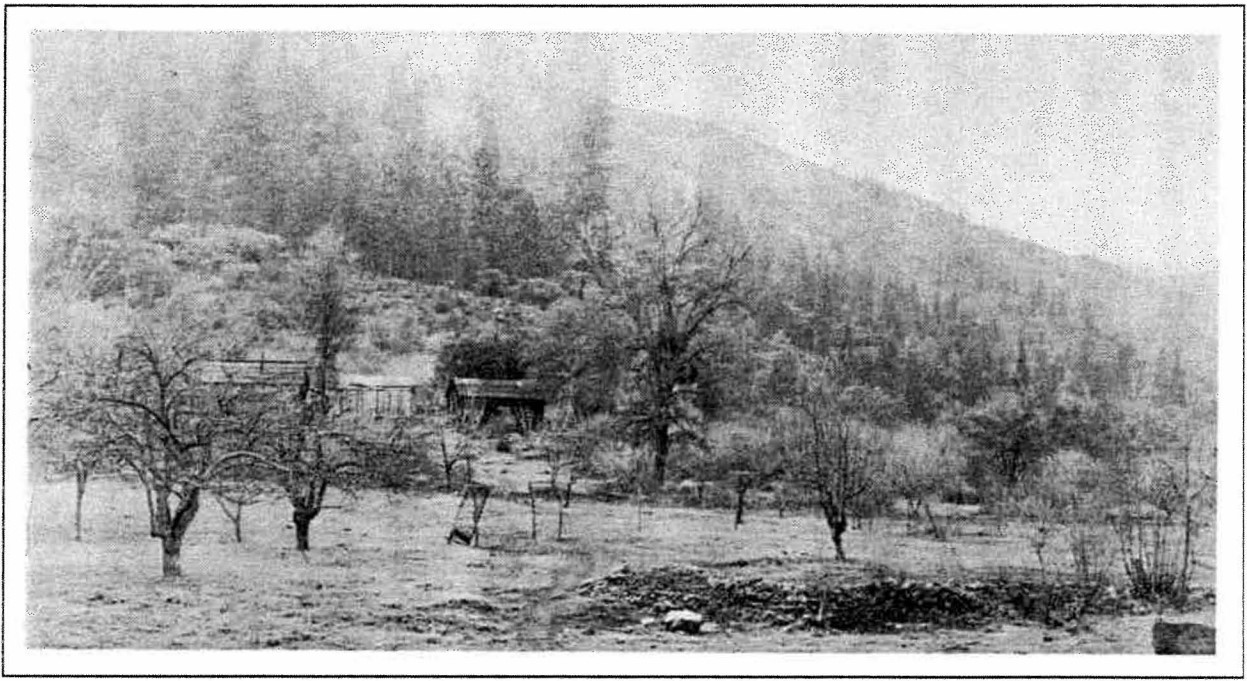 A black and white historic photograph of several orchard trees with rustic buildings in the background.