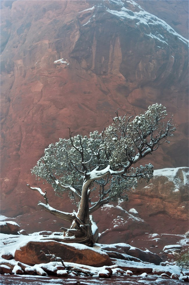 A tree with a twisted trunk and upper branches with green needles, stands in front of a streaked, red, sandstone wall.