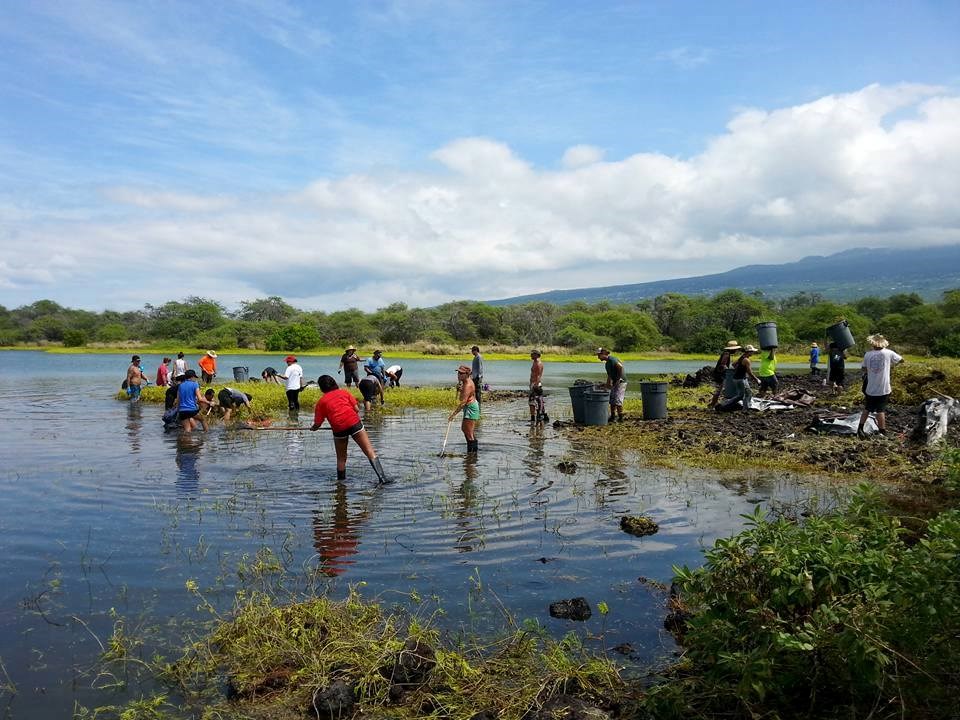 A group if volunteers wade into the shallow waters of Kaloko pond with grey trashcans to remove invasive plants