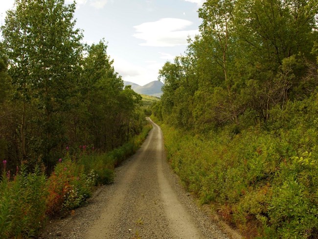 An unpaved two track road leading to distant mountains is framed by mid-sized, leafy trees and vegetation