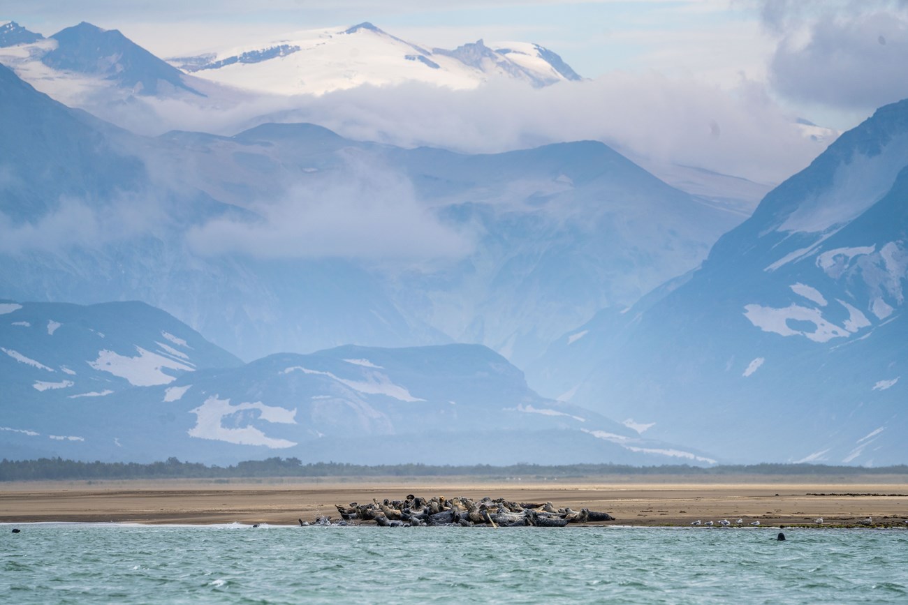 Seals rest on the shore of Katmai National Park and Preserve.