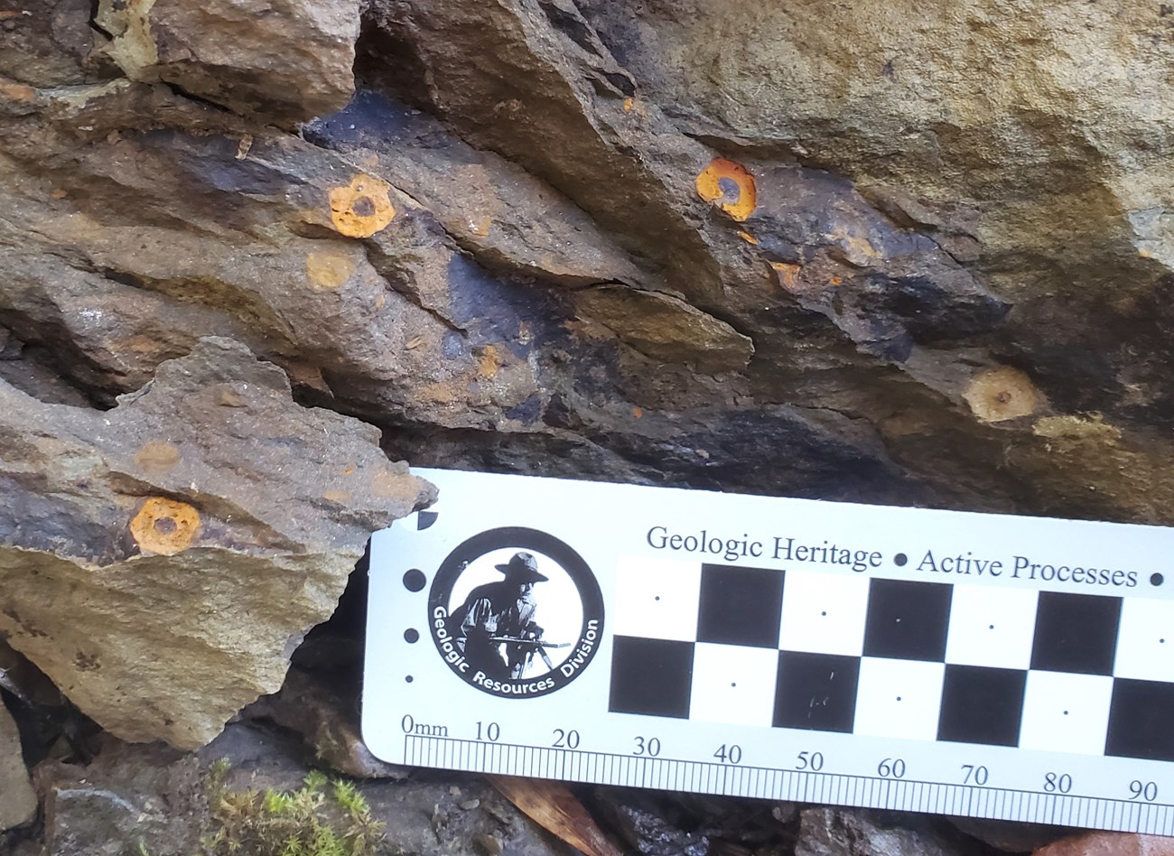 Photo of rocks with several small round fossils.