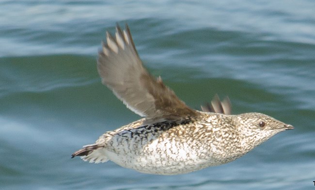 A Kittlitz's murrelet in flight.