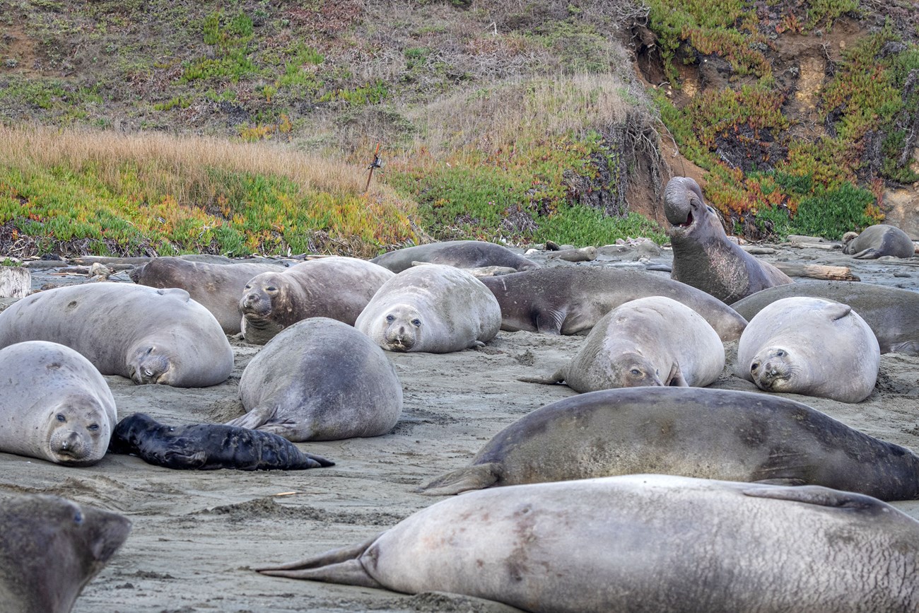 At least a dozen large female elephant seals clustered together on a beach with one small pup and a single male elephant seal with a large proboscis raising his head to vocalize.