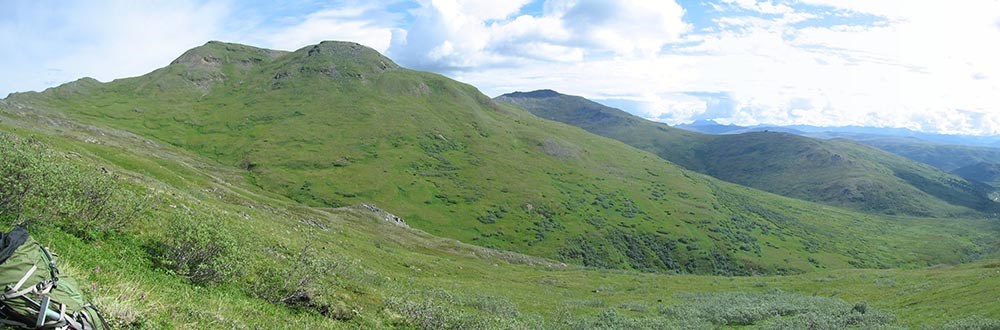 A lush green landscape in the alpine of Denali.