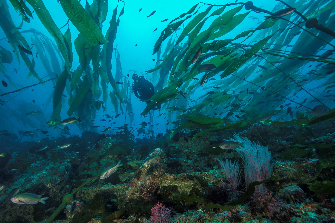 A diver swims through an underwater kelp forest in Channel Islands National Park. NPS/Brett Seymour