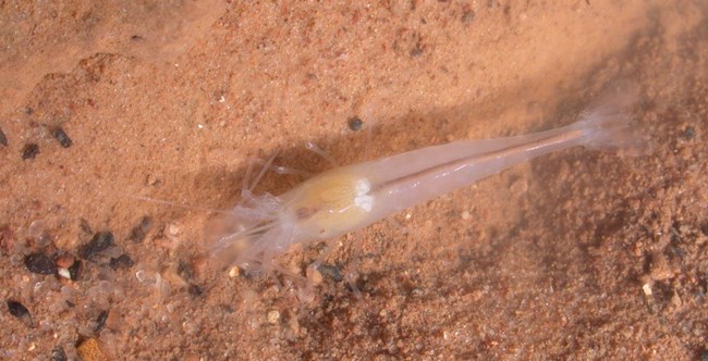 Kentucky Cave Shrimp in Mammoth Cave