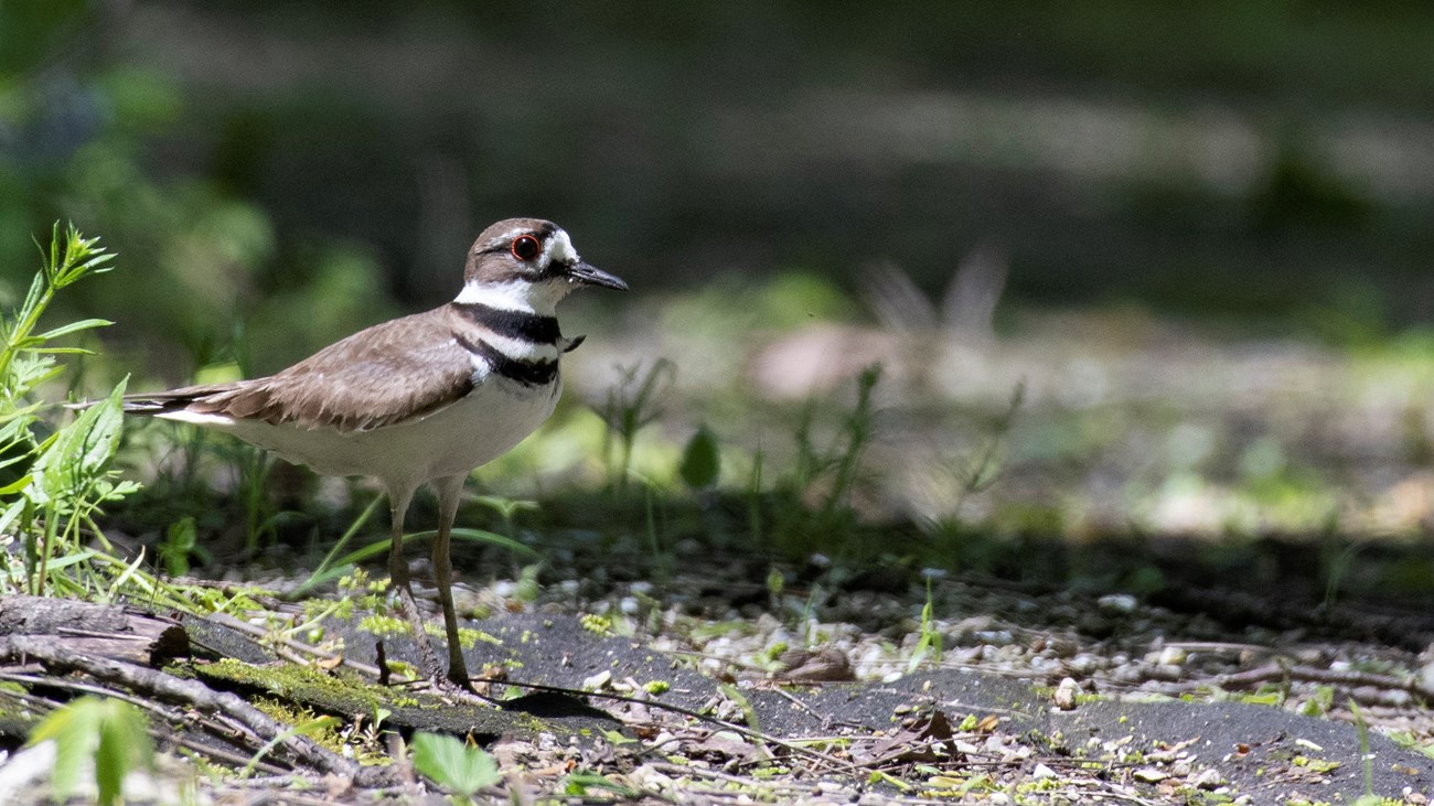 small bird with brown wings, white breast, and dark brown stripes along its face and neck.