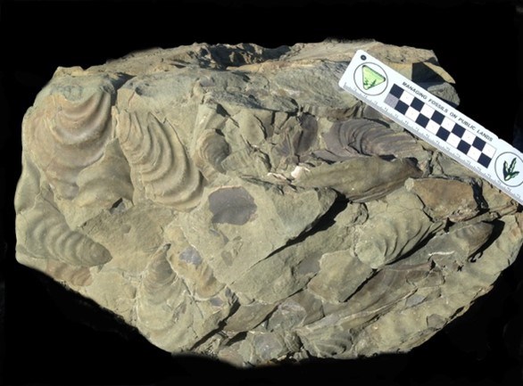 Photo of a slab of rock with fossils.