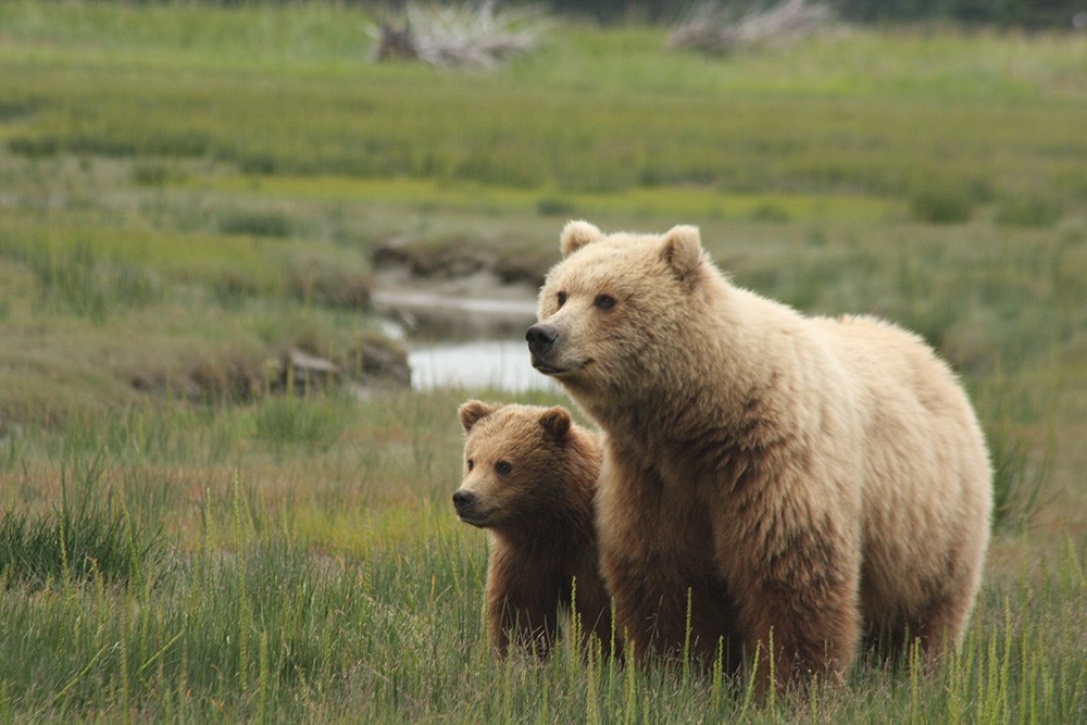 Two bears stand in a green field.