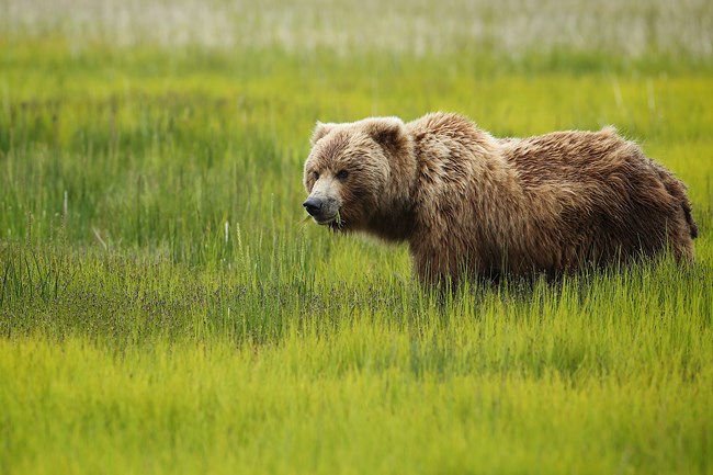 Wildlife of Lake Clark (U.S. National Park Service)