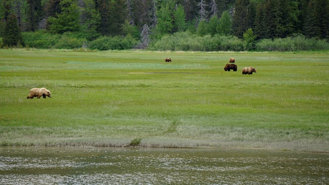 Five brown bears grazing in somewhat close proximity to each other in a grassy marsh.
