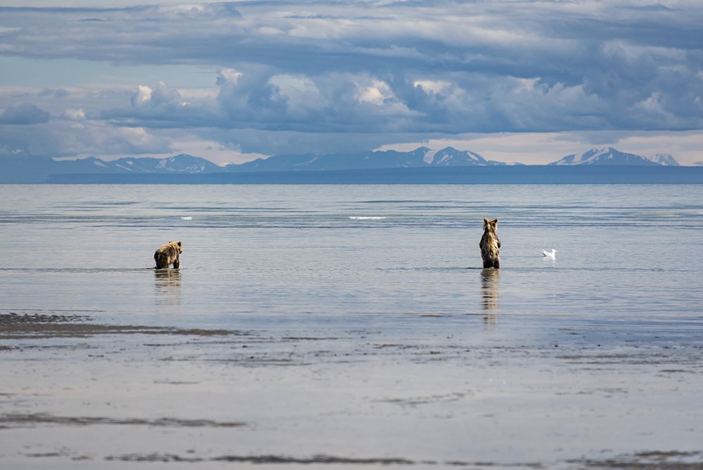 Two bears in the shallows along the coast.