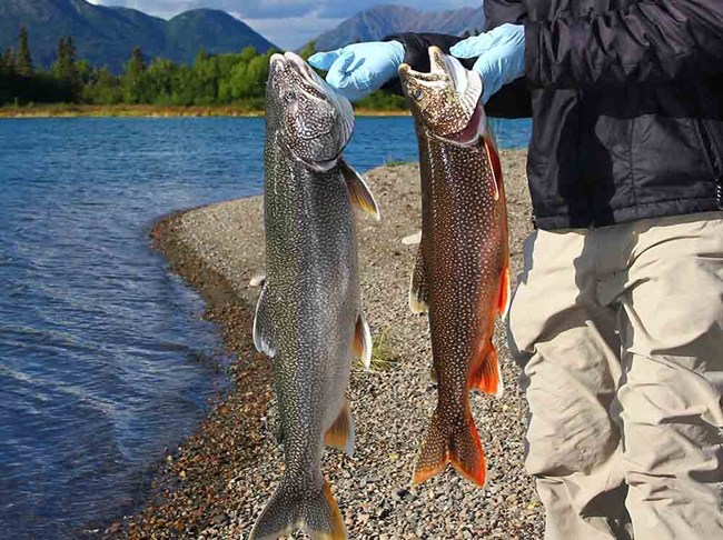 Two lake trout, one in spawning colors.