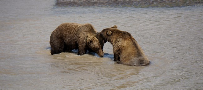 Two brown bears in muddy water, one yelling and the other bowing its head.