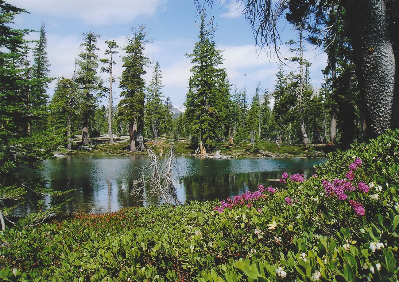 Pink flowers border a mountain lake surrounded by forest, with mountains in the background.