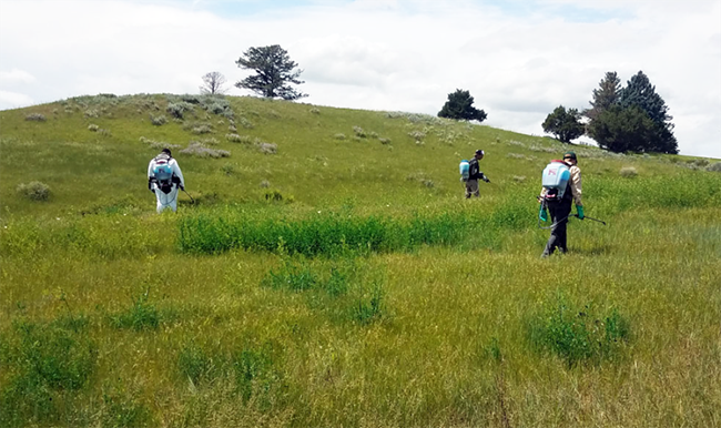 Three people with tanks and spray nozzles aimed at the ground walk through a field of tall green vegetation.