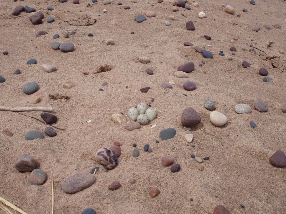 Piping Plovers On The Move (U.S. National Park Service)