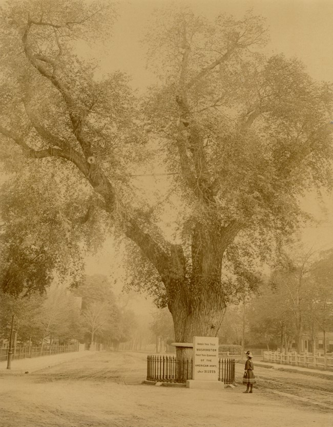 Sepia photograph of a large tree in the middle of a street