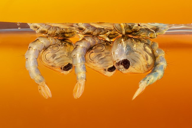 Macro photo of Culex quinquefasciatus mosquito pupae in standing water.