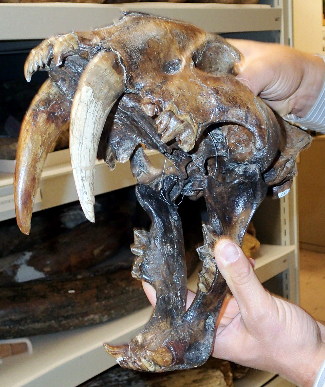 Photo of a saber tooth cat skull