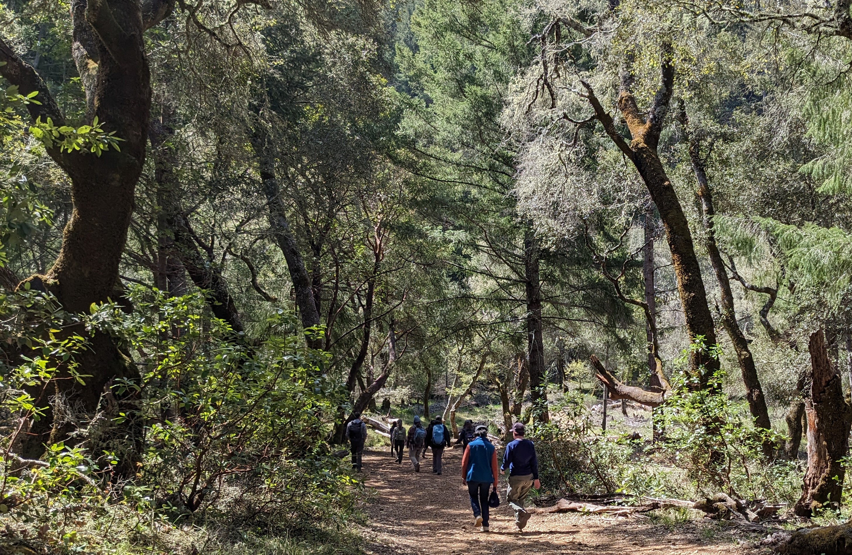 A dozen or so people walk in smaller groups along a trail--shaded but for dapled sunlight--by the large trees of a mature forest.