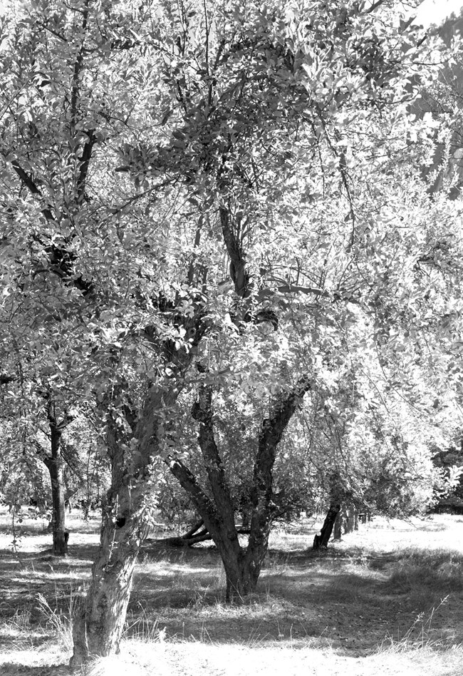 A row of apple trees.