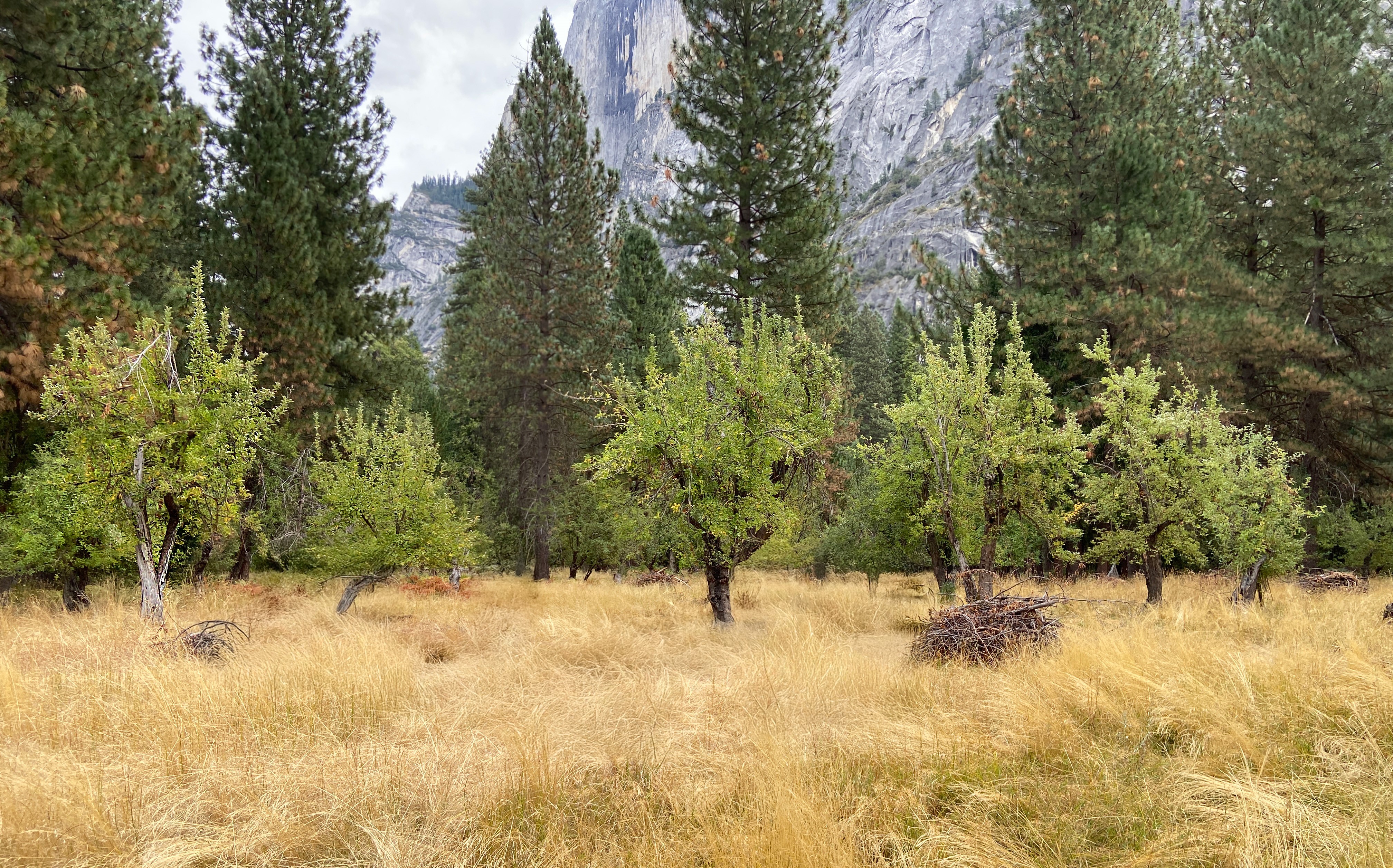 A field of grass with several apple trees with pine trees and a towering rock face in the background.