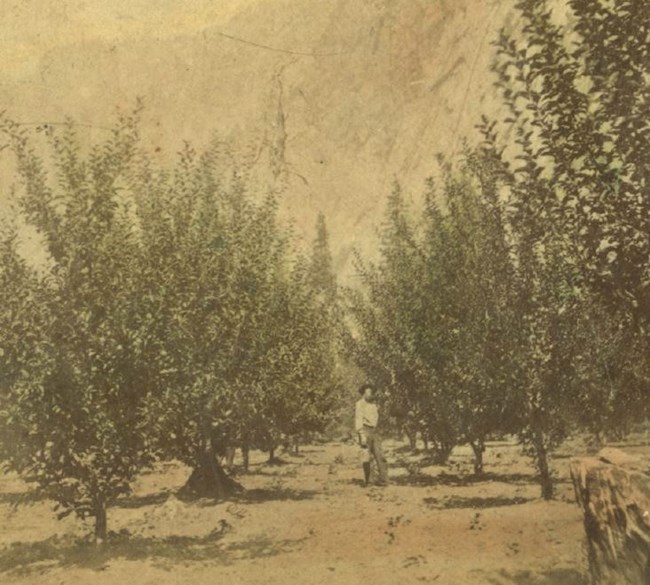 A man stands between rows of apple trees.