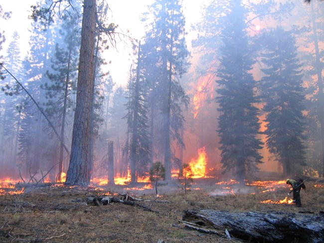 Firefighter at the edge of a ground burn in forest with larger flames in the background.