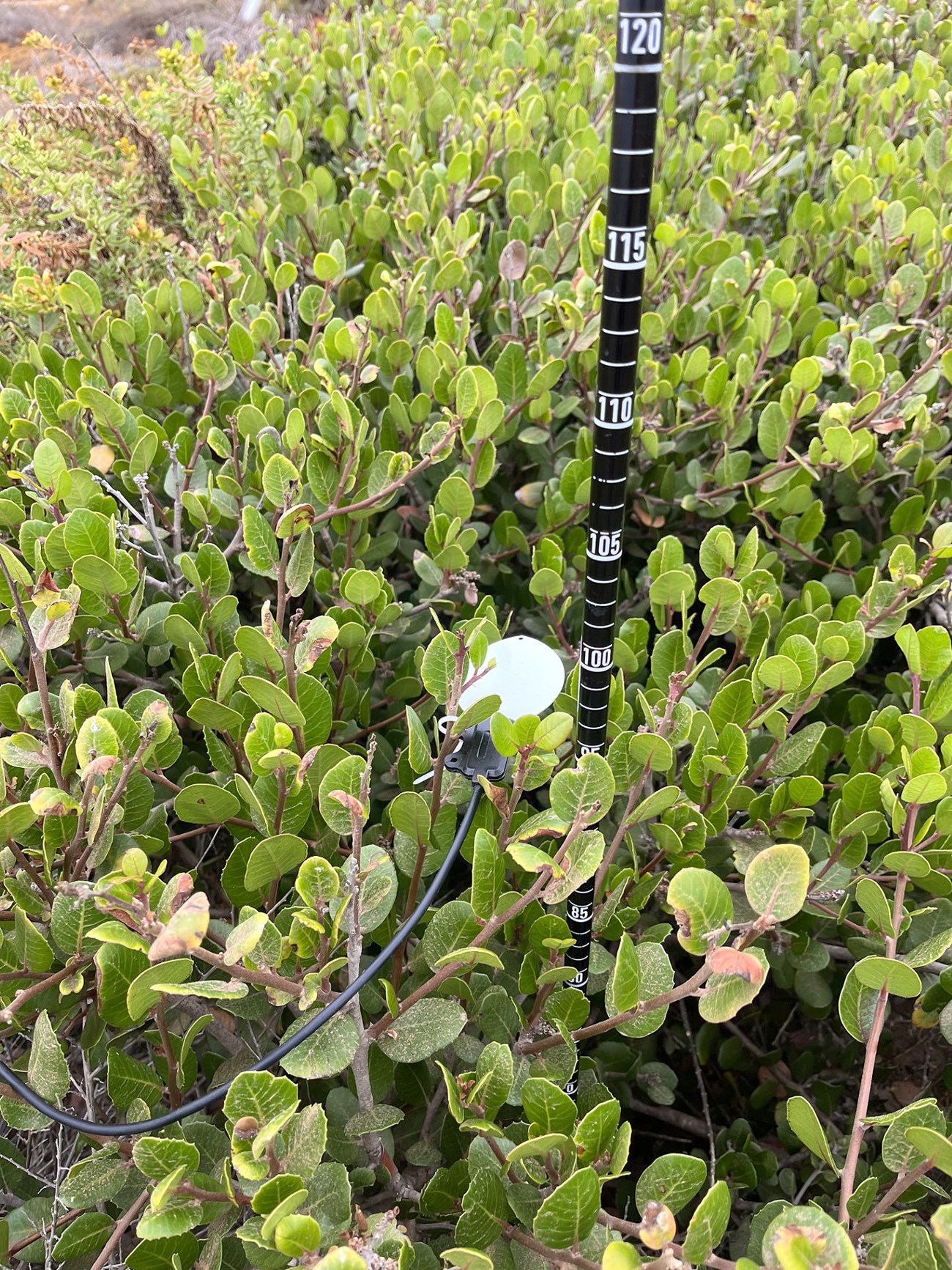 A closeup shot of a leaf wetness sensor, a leaf-shaped white paddle attached to the a plant with oval leaves. There is a black measuring stick with white markings next to the sensor.