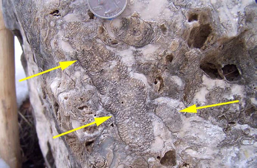 Photo of a rock with fossil sponge.