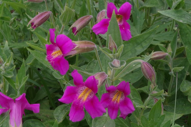 A cluster of bright pink flowers, each with 5 petals and yellow in the center.