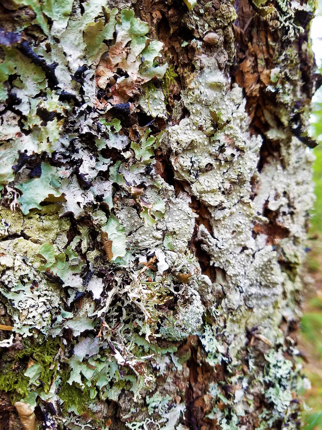white and green scaly lichen adorns the side of a tree trunk