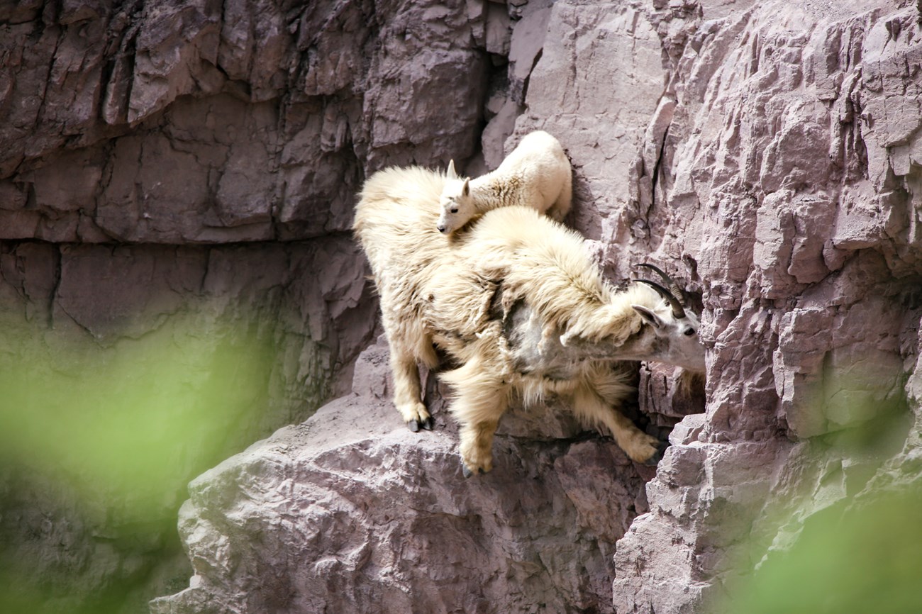 A young, white mountain goat rests its head on an adult mountain goat’s back as the shedding adult balances on its hooves on a cliff edge to reach mineral filled rocks to lick.