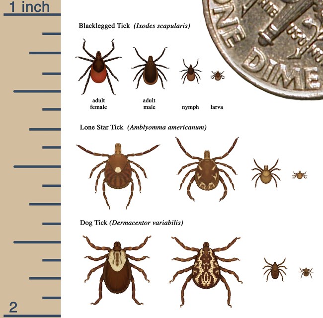 A chart with a two-inch ruler on the left-hand side and a picture of a dime on the right-hand side. It shows the different sizes of ticks at different life stages for black-legged, lone star, and dog ticks.