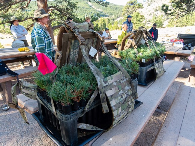 Close up view of limber pine saplings in a carrying case