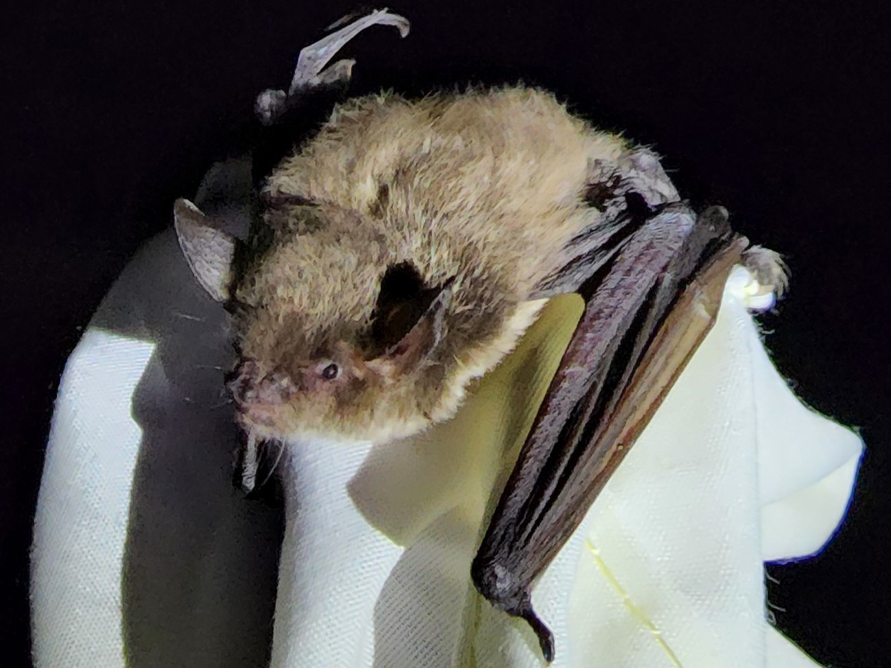 Small brown bat with round ears and small dark eyes.