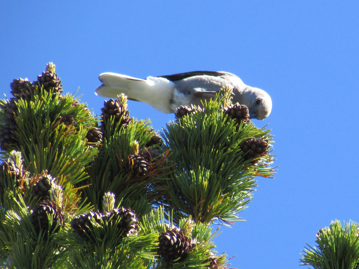 Whitebark Pine - Featured Creature (U.S. National Park Service)