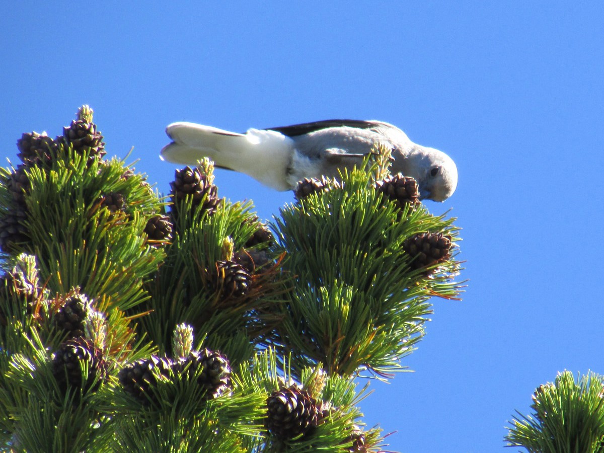 Whitebark Pine Featured Creature (U.S. National Park Service)