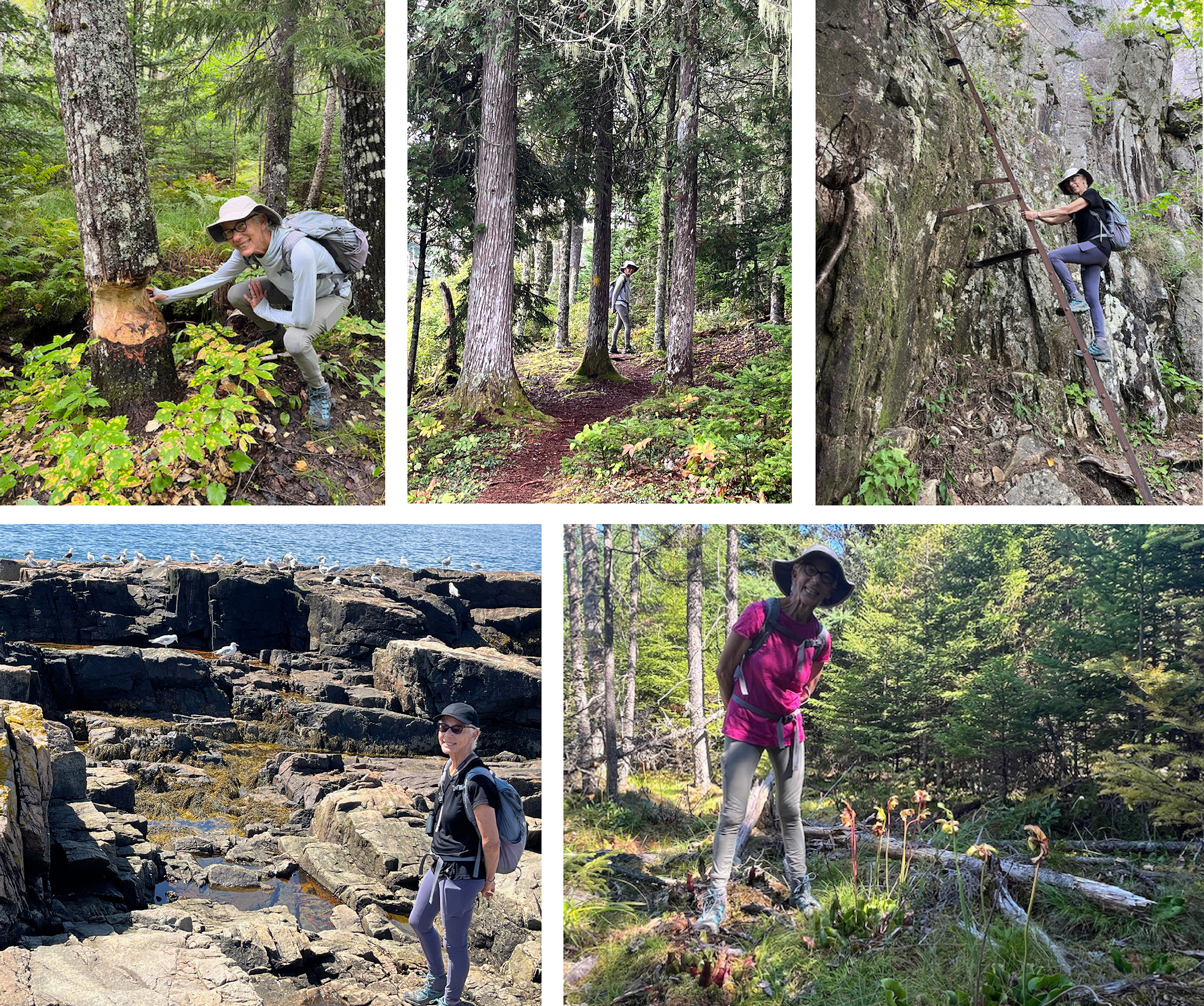 Five snapshots of artist Lorraine Bubar exploring Acadia trail and coastline settings