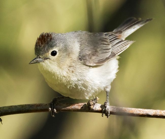 A plump grey and white bird perches on a branch and looks like it is about to take off.