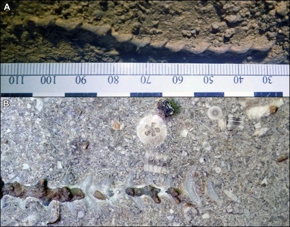 Two photos of fossils with a ruler scale bar.