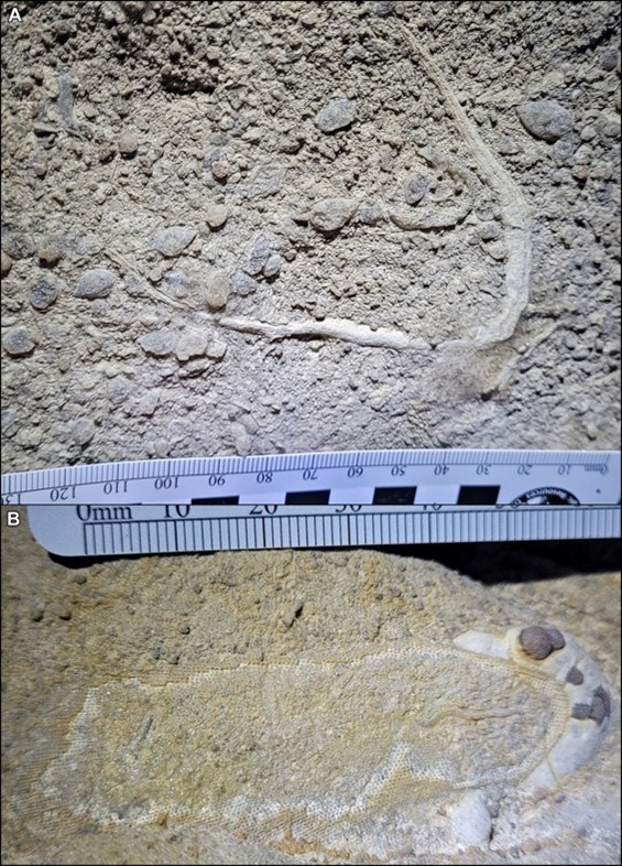 Two photos of fossils with ruler scale bars.