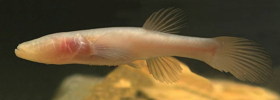 Eyeless cave fish