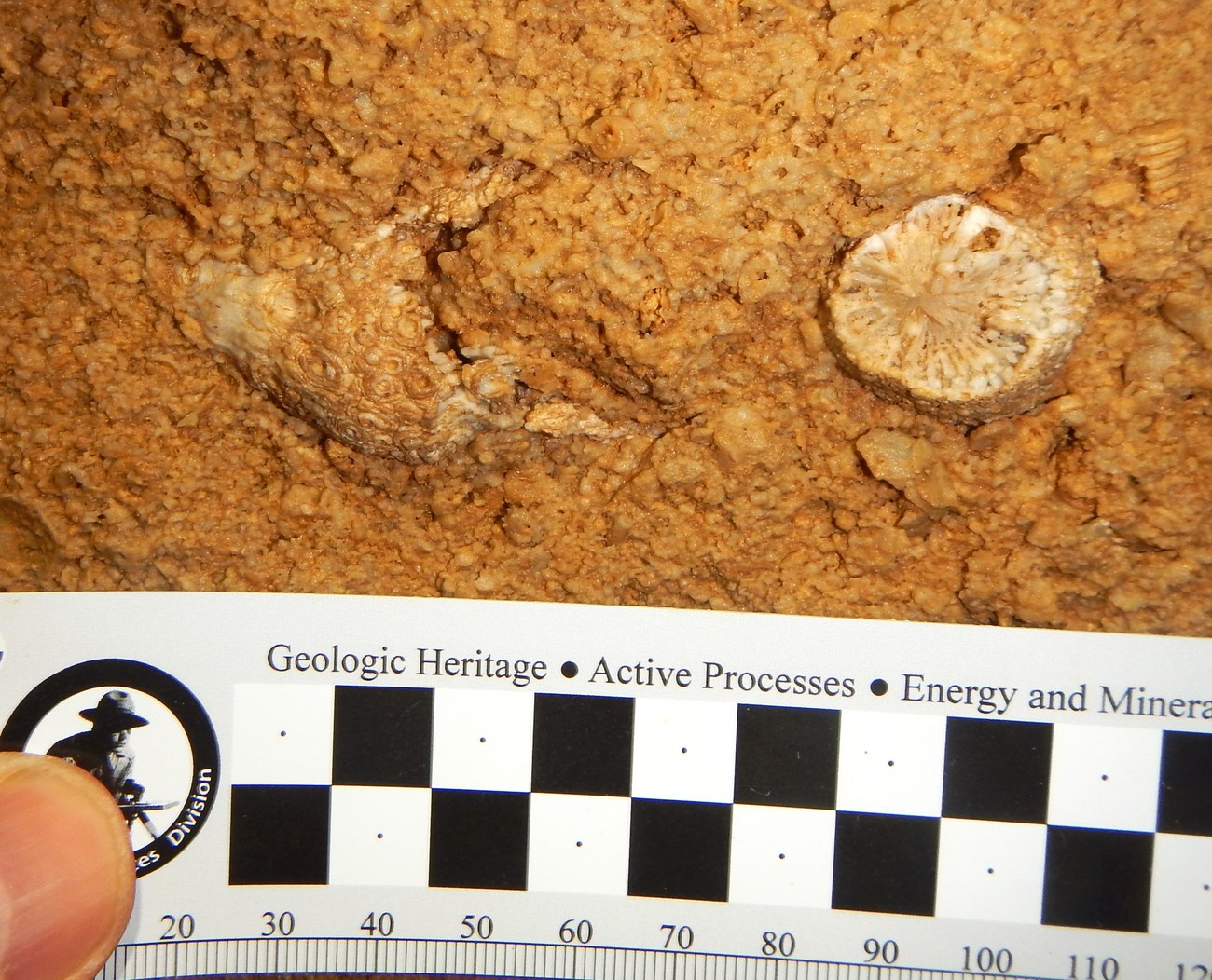 Photo of a fossil coral with a ruler for scale.