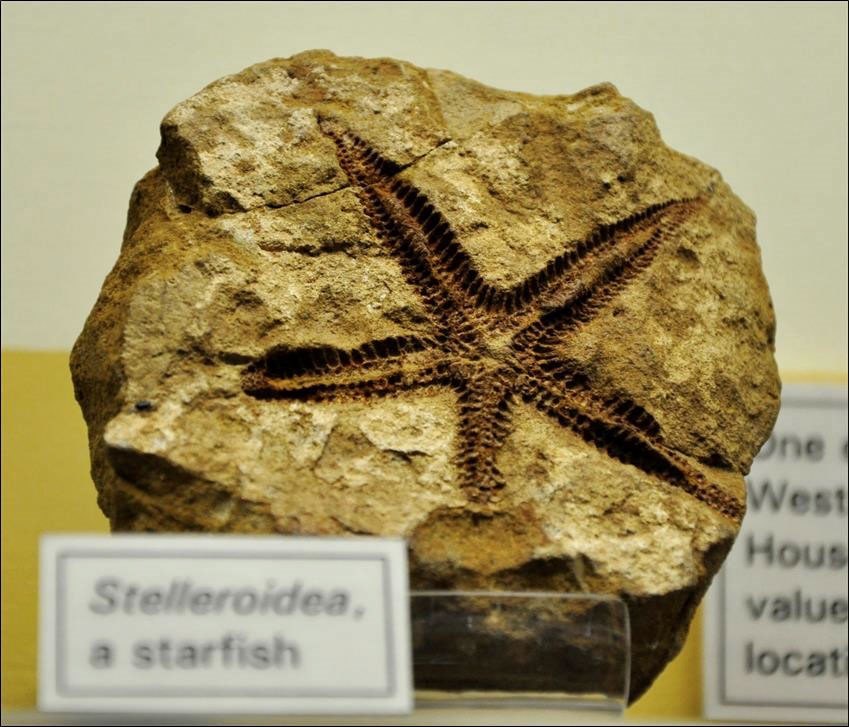 Photo of a fossil starfish.