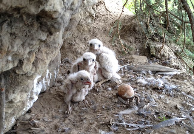 falcon chicks and an egg in a nest