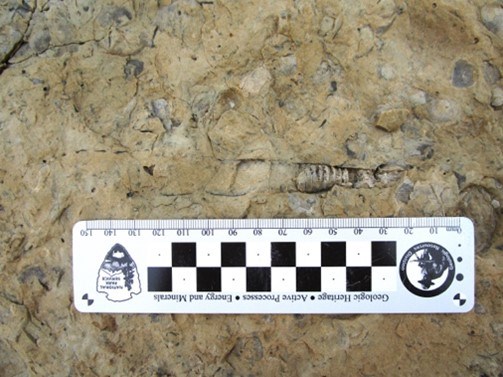 Photo of fossils in a rock slab.